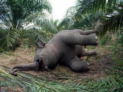 Polisi Bekuk Pemburu Gading Gajah Di Hutan Konservasi Sumatera